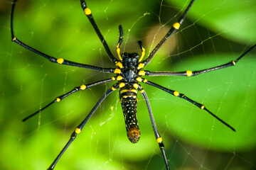 spider on a web