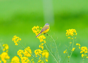 wagtail is set at rapeseed in nature