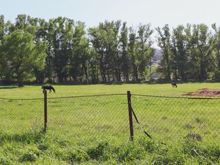Horses Grazing in a Lush Green Meadow, Enclosed by a Chain-Link Fence. 