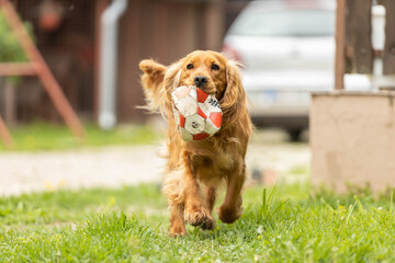 A lively dog bounds forward with a soccer ball, exuding enthusiasm and capturing the essence of...