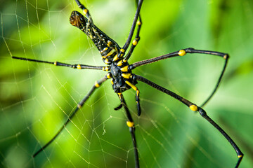 spider on a leaf
