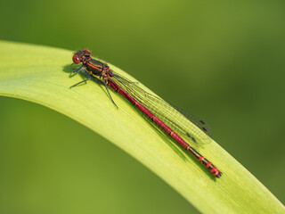 A Newly Emerged Large Red Damselfly Resting on a Flag Iris Leaf