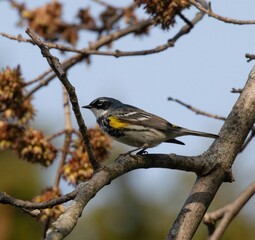 Yellow-Rumped Warbler