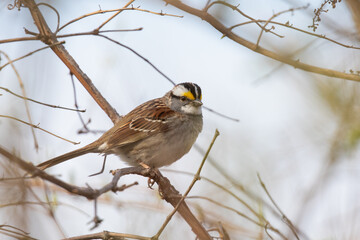 White-throated sparrow