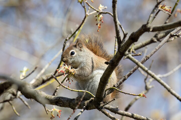 Squirrel