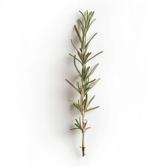 Naklejka premium Fresh rosemary sprig displayed against a plain white background.