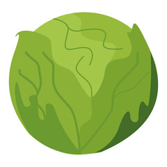 Illustration of a Fresh Green Cabbage
