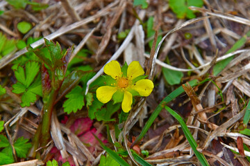 ヘビイチゴの花