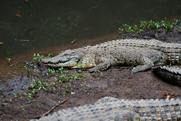 A group of crocodiles are laying on the ground in a grassy area