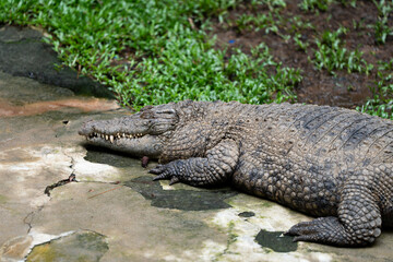 A crocodile laying on the ground next to some grass