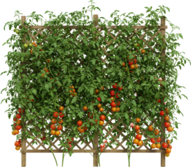 Ripe Red and Orange Cherry Tomatoes Growing on Wooden Trellis in Garden