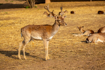 Beautiful sika deer in the autumn forest against the background of colorful foliage of trees. The deer looks to the sides and chews the grass. Fabulous forest autumn landscape with wild animals.