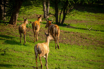 Beautiful sika deer in the autumn forest against the background of colorful foliage of trees. The...