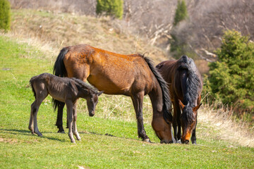 Fototapeta premium A herd of horses graze in the meadow in summer, eat grass, walk and frolic. Pregnant horses and foals, livestock breeding concept.