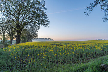 yellow rape field
