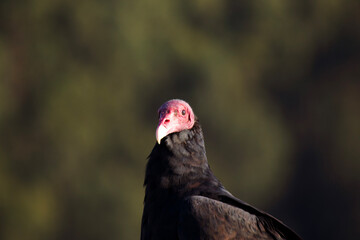 Majestic Bird of Prey Observing the Wild Patagonian Landscape in Southern Chile