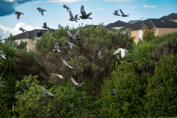 Pigeons take to the air in Medallion Dr Park, Auckland against the backdrop of greenery