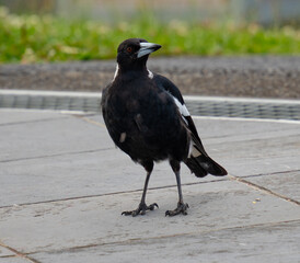 Australian Magpie walks along the path