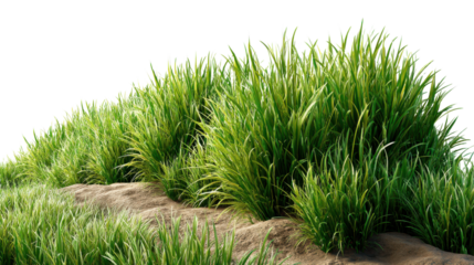 green grass isolated on white