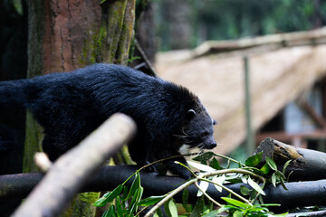 A black animal with a long tail is walking on a branch