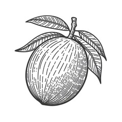 Mammee minimalist black and white silhouette drawing vector illustration