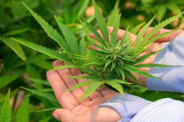 Woman hands gently holding cannabis plant with flower buds