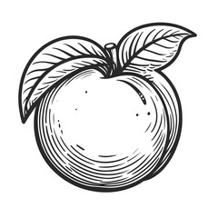 Nectarine minimalist black and white silhouette drawing vector illustration