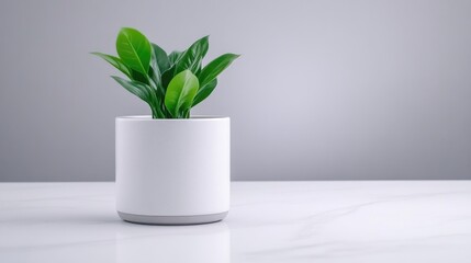 A potted green plant sitting on a white marble surface, minimalist indoor setting with soft gray background, and modern and serene composition.