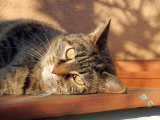 A domestic tabby cat is lying on the balcony.