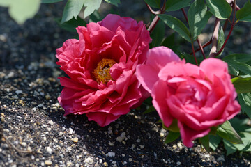 花王　ボタンの花