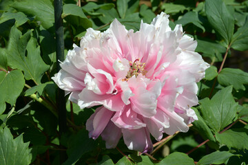 春光寿　ボタンの花