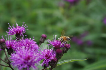 Bee in ironweed