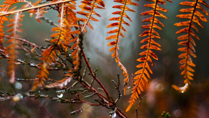 Bruyères et fougères sauvages, par temps de pluie