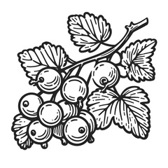 Currant minimalist black and white silhouette drawing vector illustration
