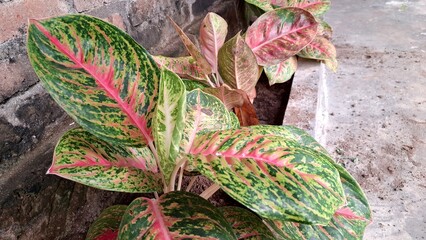 Colorful variegated leaves of exotic houseplants like Aglaonema and Caladium, featuring bold pink and green patterns, ideal for tropical home decor and botanical design themes