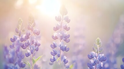 Naklejka premium Stunning Blooming Bluebonnets in a Field at Dusk