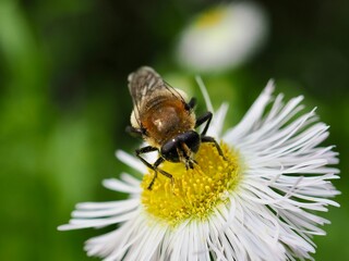 スイセンハナアブ