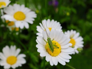 チョウセンヤブキリ