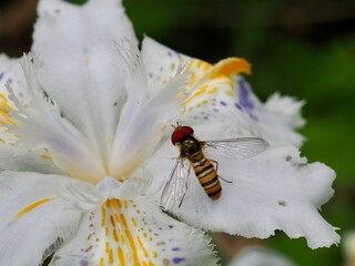 ホソヒラタアブ