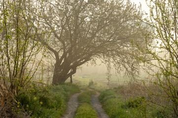 Obraz premium 霧に包まれる田舎道