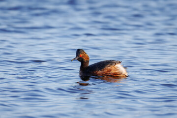An adult black-necked grebe swims perpendicular to the camera lens and holds food in its beak on a spring windy evening.	