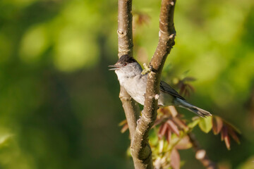 An adult Eurasian male blackcap sits on the branch and sings its song perpendicular to the camera lens on a sunny spring evening with a green background. 
