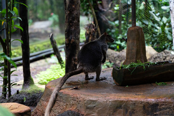 A kangaroo is standing on a rock near a tree