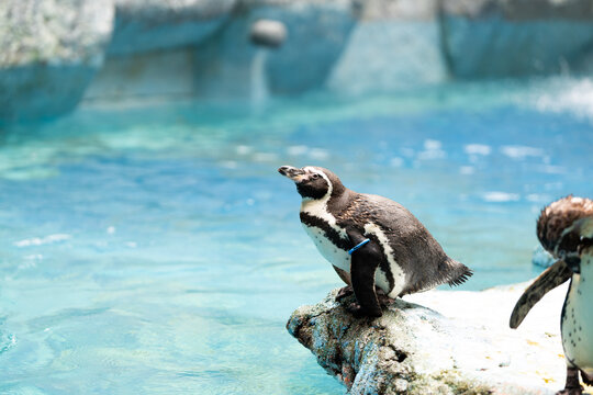 A group of penguins are standing on a rock near a body of water