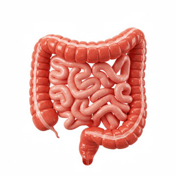 Human intestines intestine isolated on a white