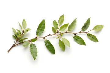 Obraz premium A leafy branch with green leaves