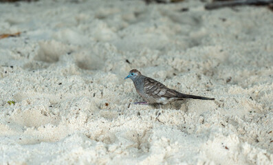 Zebra dove walking on tropical sandy beach in Seychelles, showing delicate feathers, blue beak