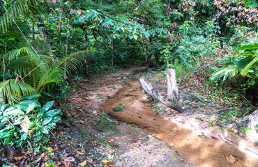Wild tropical stream winding through lush jungle with sand, stones, roots, and dense vegetation