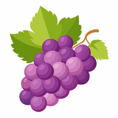 Blue wet grapes bunch isolated on white background