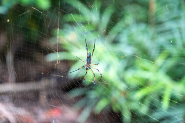 Large tropical spider on a web along a jungle trekking trail in Seychelles